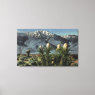 View of Mt. San Jacinto, Yucca Mohavensis Canvas Print