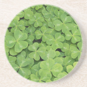 View of Oxalis Oregana wood Sorrel Foliage Coaster