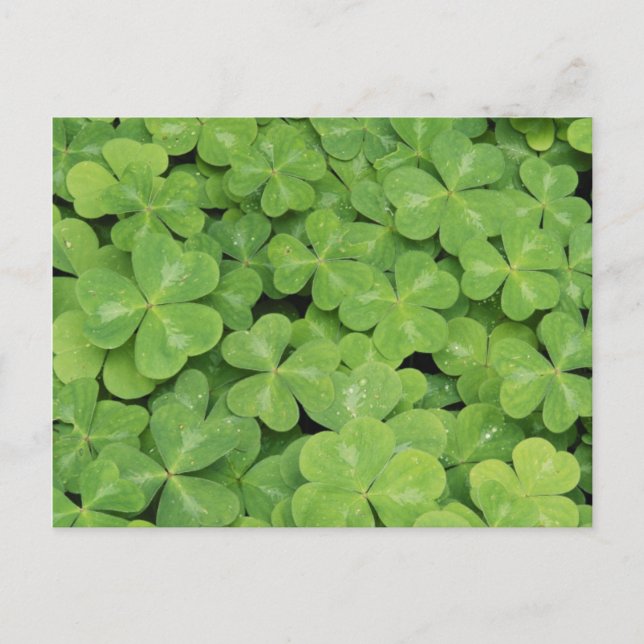 View of Oxalis Oregana wood Sorrel Foliage Postcard (Front)