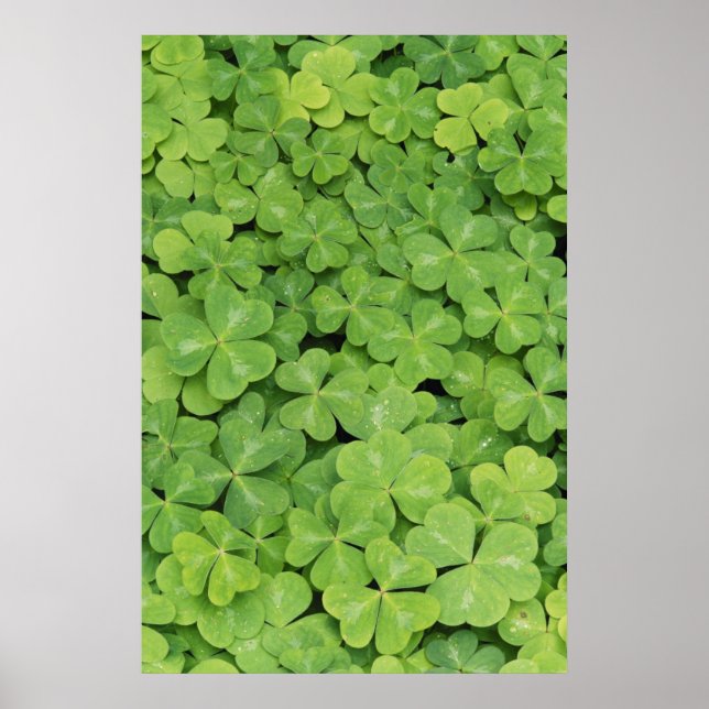 View of Oxalis Oregana wood Sorrel Foliage Poster (Front)
