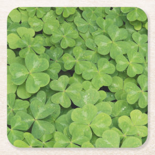 View of Oxalis Oregana wood Sorrel Foliage Square Paper Coaster