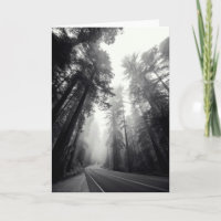 View Of Sequoia Trees In Forest
