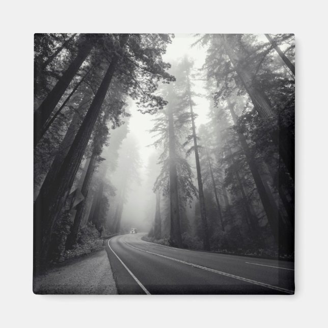 View Of Sequoia Trees In Forest Magnet (Front)