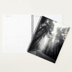 View Of Sequoia Trees In Forest Planner