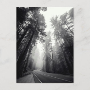 View Of Sequoia Trees In Forest Postcard