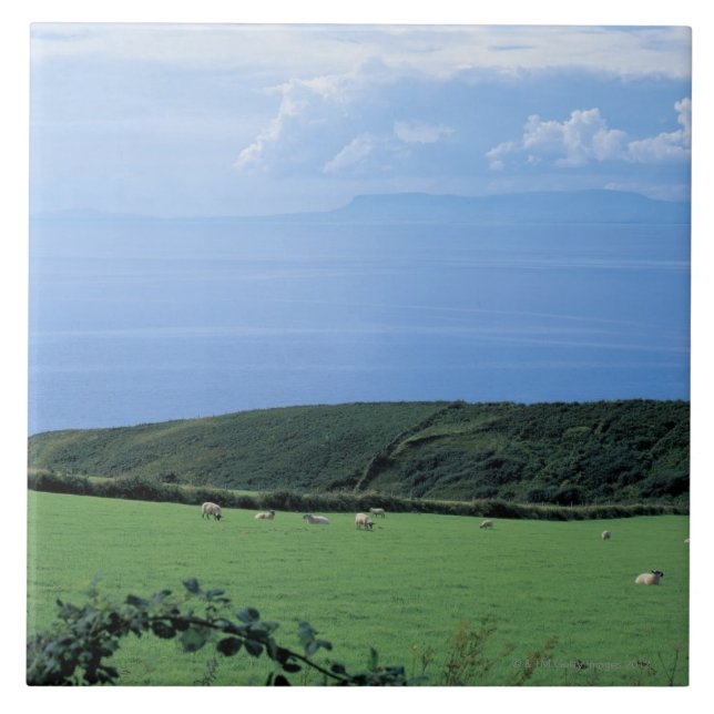 view of sheep grazing on lush hillside tile (Front)