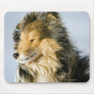 View of shetland sheepdog mouse pad