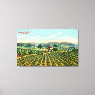View of the Giersberg VineyardNapa, CA Canvas Print
