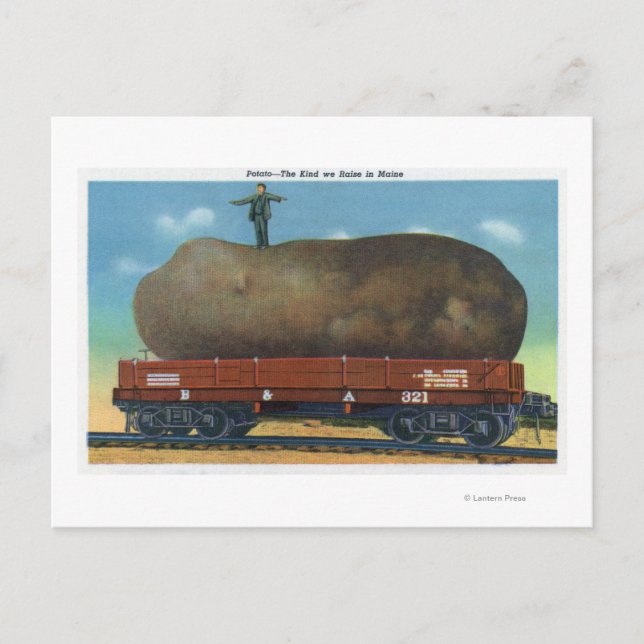 View of the Kind of Potatoes Raised in Maine Postcard (Front)