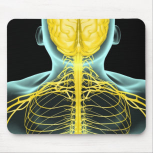 View of the nerves in the upper body from above mouse pad