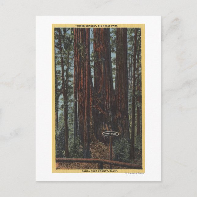 View of "Three Graces" at Big Trees Park Postcard (Front)