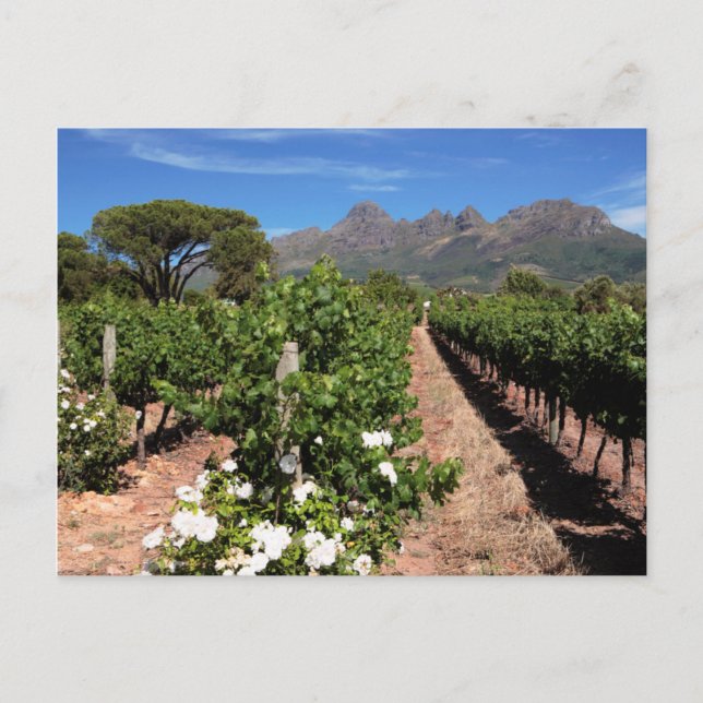 View Of Vineyards. Stellenbosch Postcard (Front)