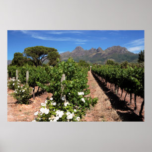 View Of Vineyards. Stellenbosch Poster