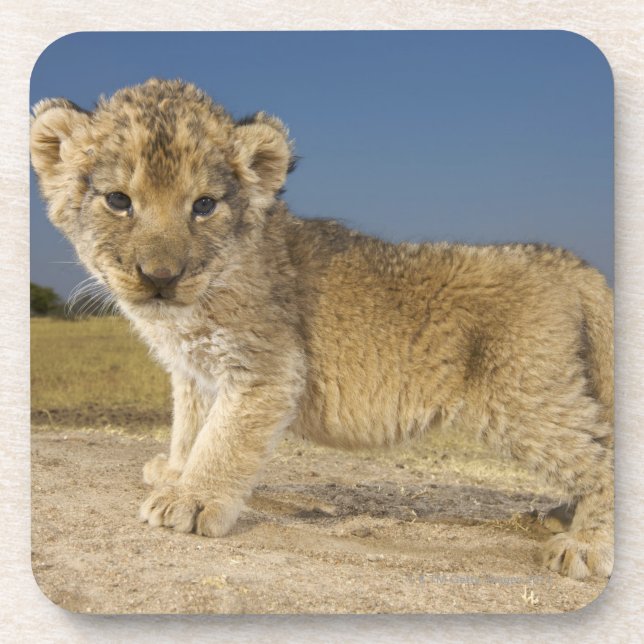 View of young lion cub (Panthera leo), looking Coaster (Front)