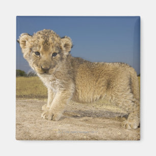 View of young lion cub (Panthera leo), looking Magnet