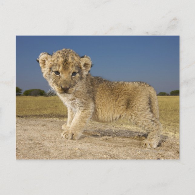 View of young lion cub (Panthera leo), looking Postcard (Front)