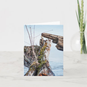 Viewing Box Card