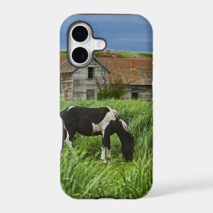 Viewing horses in a field in the Palouse 2