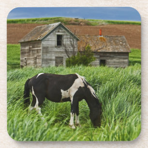 Viewing horses in a field in the Palouse 2 Coaster