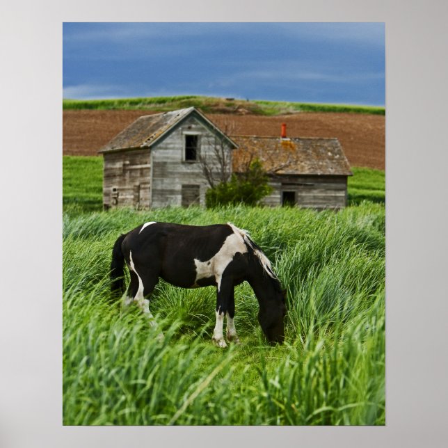 Viewing horses in a field in the Palouse 2 Poster (Front)