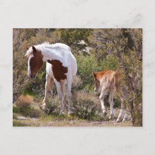 Vigilant Mother Postcard