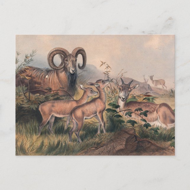 Vigne's Wild Sheep by Joseph Wolf Postcard (Front)
