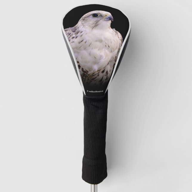 Vignetted Portrait of an Inquisitive Saker Falcon Golf Head Cover (Front)