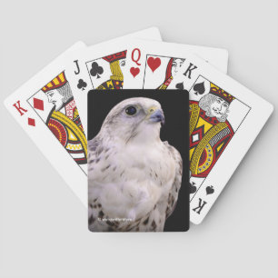 Vignetted Portrait of an Inquisitive Saker Falcon Playing Cards