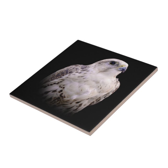 Vignetted Portrait of an Inquisitive Saker Falcon Tile (Side)