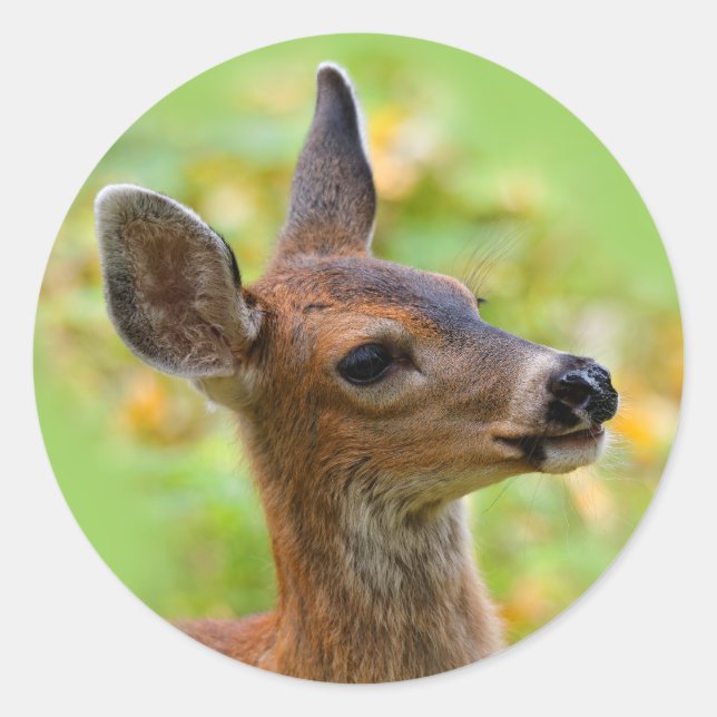 Vignetted Portrait of Smiling Blacktail Deer Fawn  Classic Round Sticker (Front)