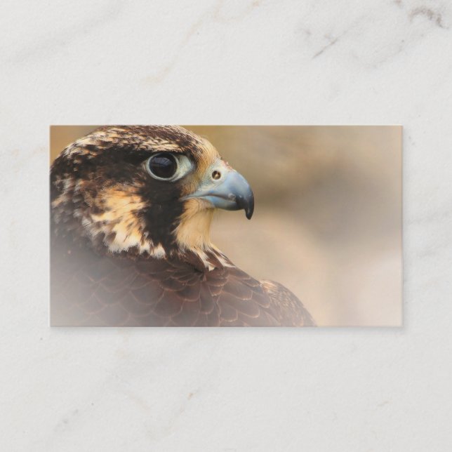 Vignetted Profile of a Peregrine Falcon Business Card (Front)