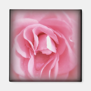 Vignetted Rose magnet