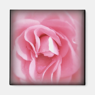 Vignetted Rose magnet