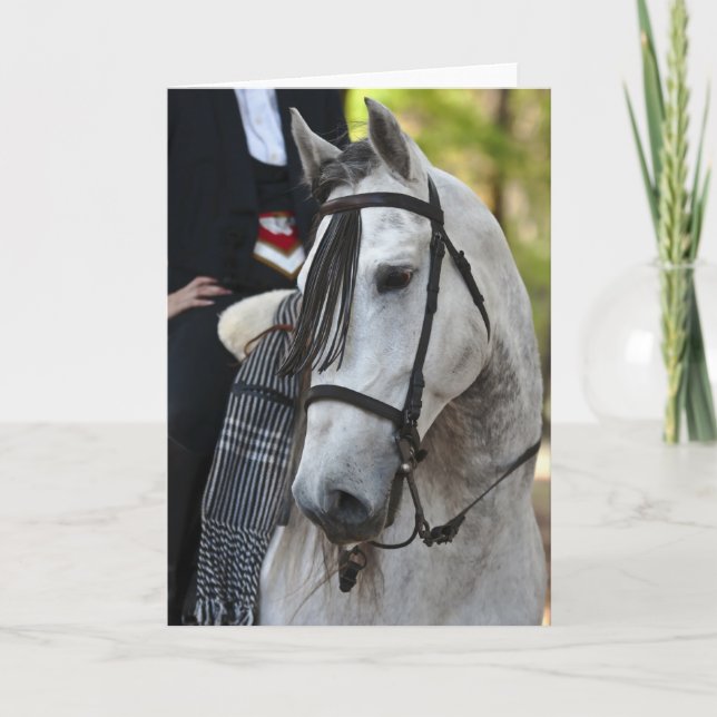 Vikingo Andalusian Stallion greeting card blank (Front)