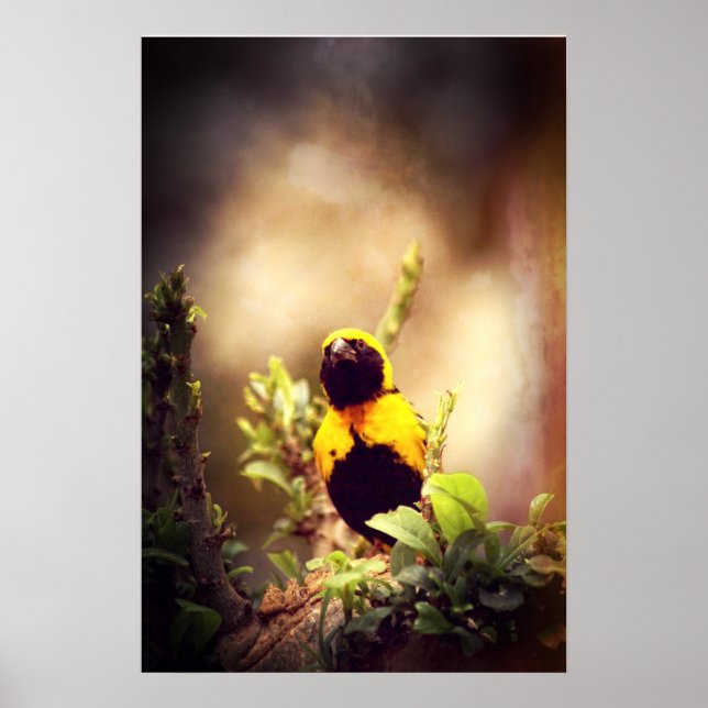 Village Weaver Poster (Front)
