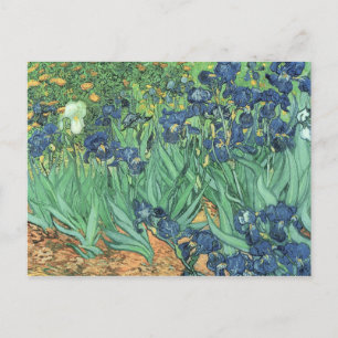 Vincent van Gogh Irises, 1889 Postcard