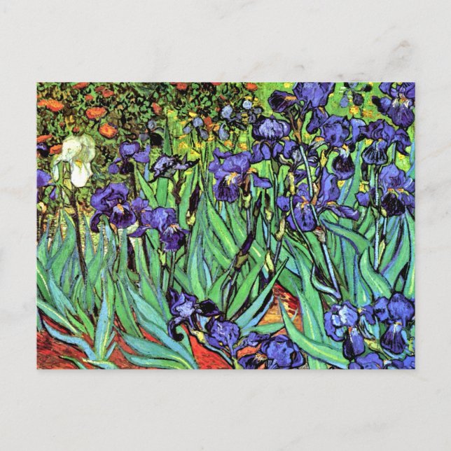 Vincent Van Gogh - Irises - Flower Lover Fine Art Postcard (Front)