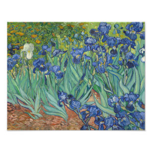 Vincent van Gogh - Irises Photo Print