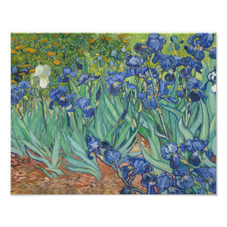 Vincent van Gogh - Irises Photo Print