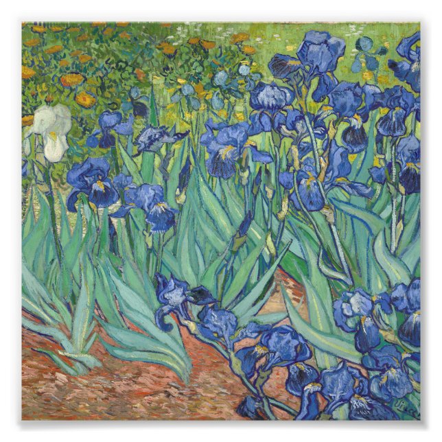 Vincent Van Gogh - Irises Photo Print (Front)