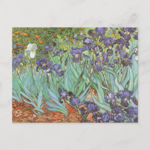 Vincent van Gogh - Irises Postcard