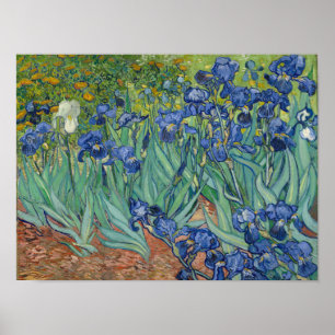 Vincent Van Gogh Irises Poster Print