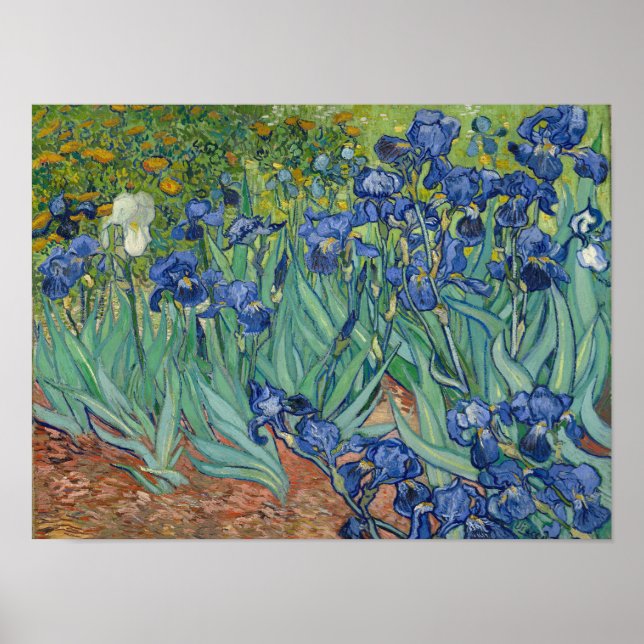 Vincent Van Gogh Irises Poster Print (Front)