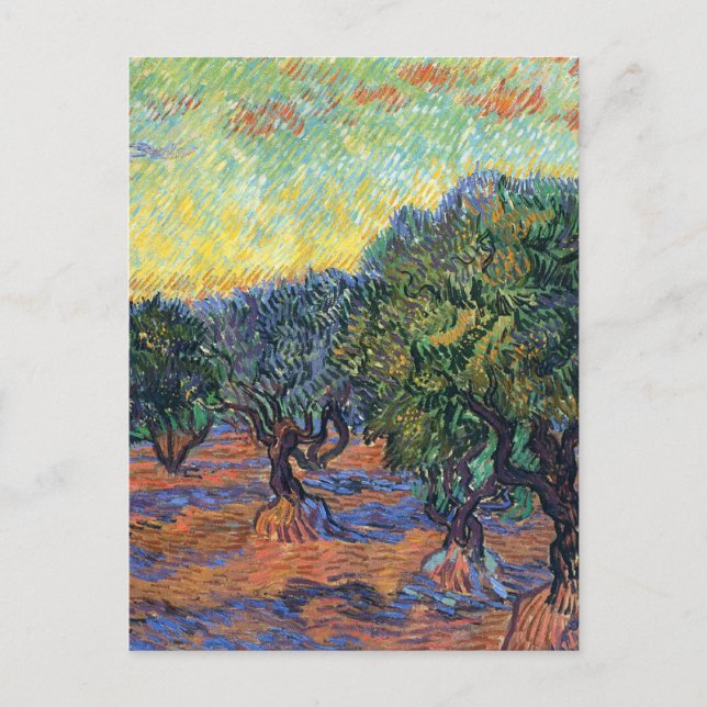 Vincent Van Gogh Olive Grove Impressionism Art Postcard (Front)