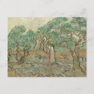 Vincent Van Gogh   The Olive Orchard Postcard