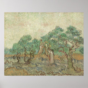 Vincent Van Gogh The Olive Orchard Poster