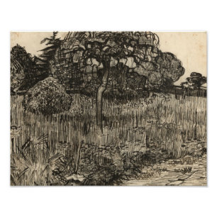 Vincent van Gogh - Weeping Tree Photo Print