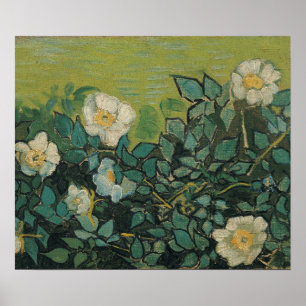 Vincent Van Gogh - Wild roses  April ,May Poster