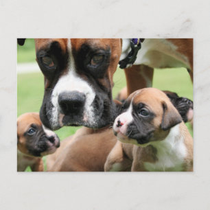 Vindy and Pups - Photo 09 Postcard