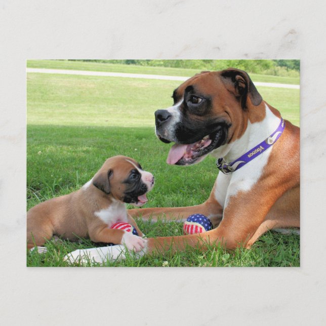 Vindy and Pups - Photo 95 Postcard (Front)